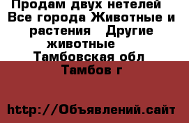 Продам двух нетелей - Все города Животные и растения » Другие животные   . Тамбовская обл.,Тамбов г.